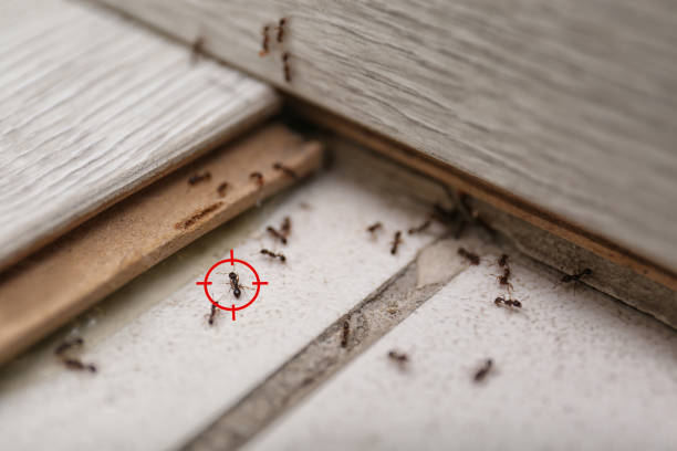 Best Best Pest Control Companies  in Oakridge, OR